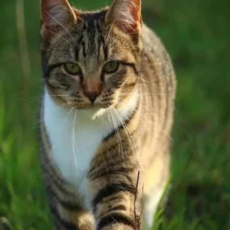 Hébergement de vacances Mit Sauna Im Mirow *